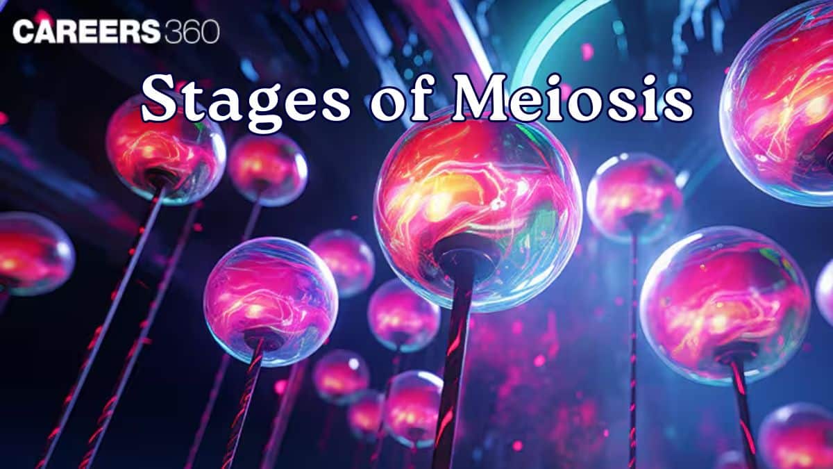 Stages Of Meiosis: Definition, Cell Division, Stages, Diagram, Process